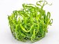 Preview: Trugkölbchen - Heteranthera zosterifolia in vitro